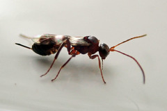 Gelis tenellus