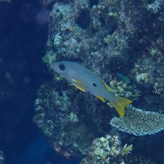 Lutjanus monostigma