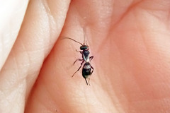 Gelis tenellus