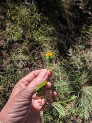 Tithonia thurberi