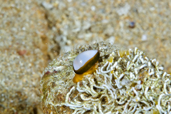 Cystiscus cymbalum