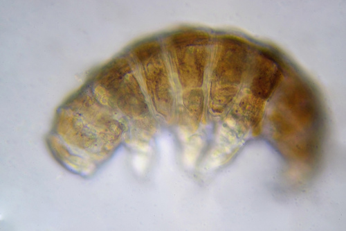Ramazzottius novemcinctus