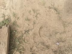 Dasymutilla gloriosa