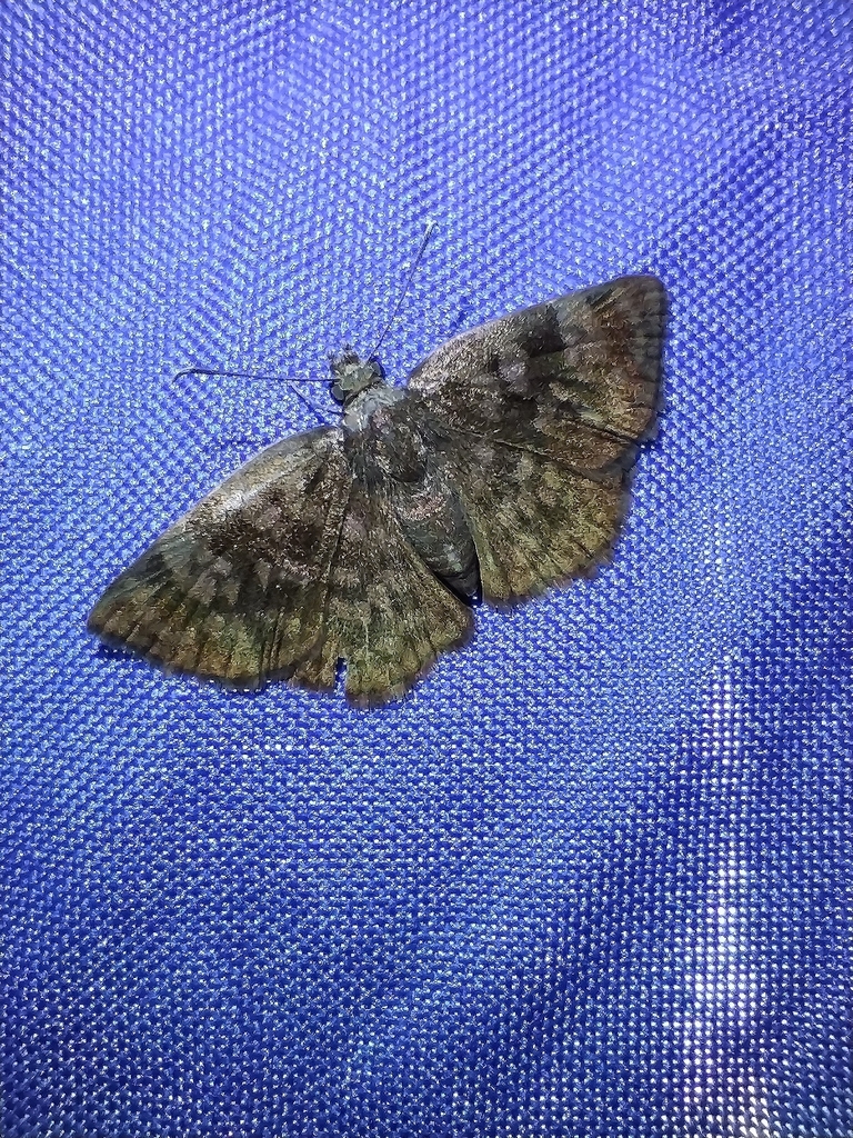 Viola violella