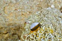 Cystiscus cymbalum