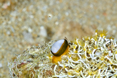 Cystiscus cymbalum