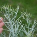 Cotton Burnweed - Photo (c) Jon Sullivan, some rights reserved (CC BY-NC)