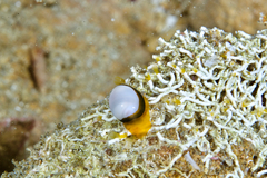 Cystiscus cymbalum