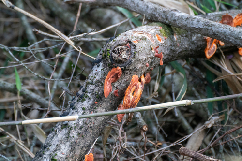 Trametes coccinea