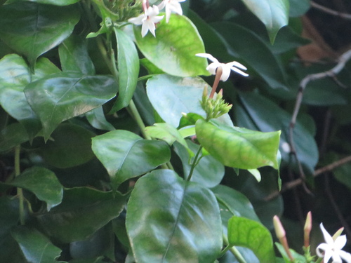 Image of Jasminum dichotomum by (c) Ben Machado, some rights reserved (CC BY)