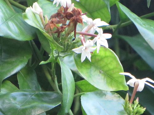 Image of Jasminum dichotomum by (c) Ben Machado, some rights reserved (CC BY)
