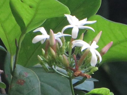 Image of Jasminum dichotomum by (c) Ben Machado, some rights reserved (CC BY)