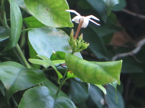Image of Jasminum dichotomum by (c) Ben Machado, some rights reserved (CC BY)