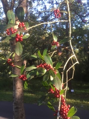 Ilex cassine image