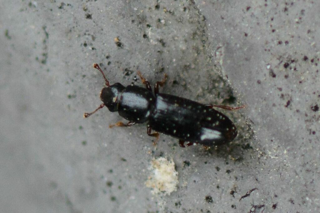 Rhizophagus picipes