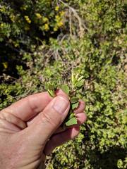 Brickellia baccharidea