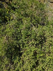 Brickellia baccharidea