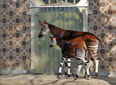Okapi photo 5