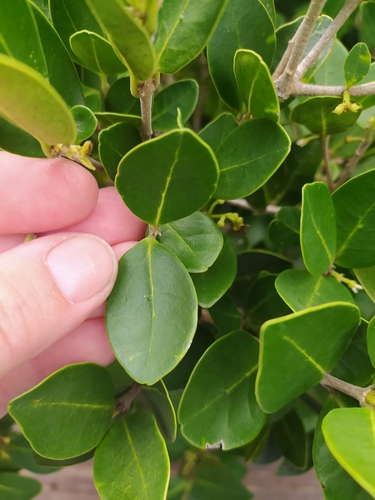 Noronhia foveolata