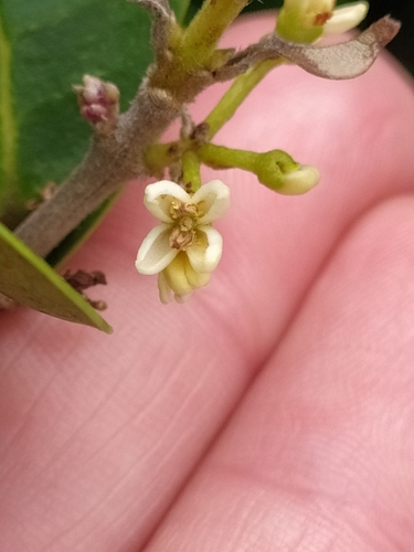 Noronhia foveolata, photograph 1