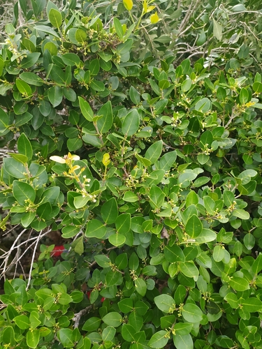 Image of Noronhia foveolata by (c) Kim Gordon, some rights reserved (CC BY)
