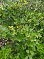 Noronhia foveolata, photograph Kim Gordon, CC BY, iNaturalist via GBIF