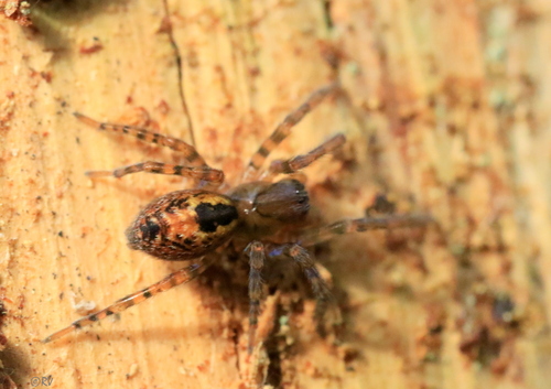 Amaurobius fenestralis Group