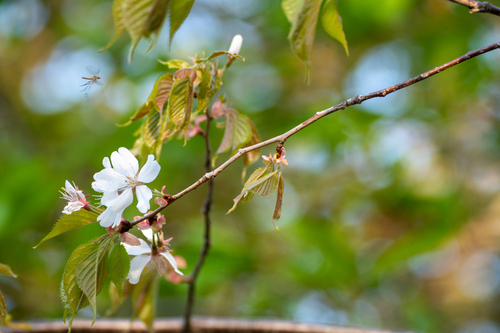 Image of Prunus jamasakura by (c) WATANABE Hitoshi 渡辺仁, some rights reserved (CC BY)