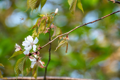 Prunus jamasakura, photograph WATANABE Hitoshi 渡辺仁, CC BY, iNaturalist via GBIF