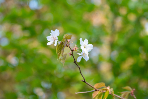 Prunus jamasakura, photograph 2