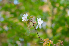 Prunus jamasakura, photograph WATANABE Hitoshi 渡辺仁, CC BY, iNaturalist via GBIF