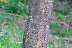 Prunus jamasakura, photograph WATANABE Hitoshi 渡辺仁, CC BY, iNaturalist via GBIF