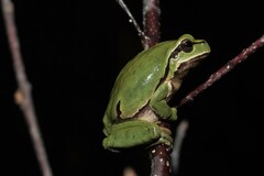 Iberian Tree Frog photo 5