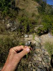 Mitracarpus breviflorus