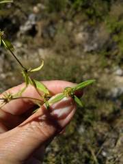 Mitracarpus breviflorus
