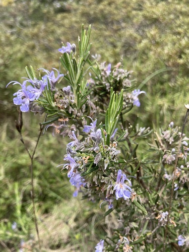 rozmarín lekársky (Salvia rosmarinus)