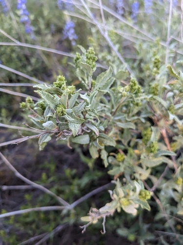 Ambrosia deltoidea