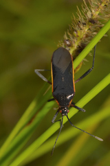 Staluptus marginalis