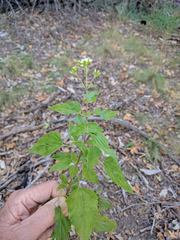 Ageratina rothrockii
