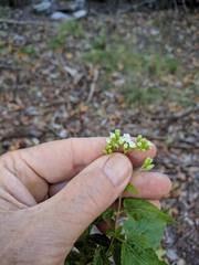 Ageratina rothrockii