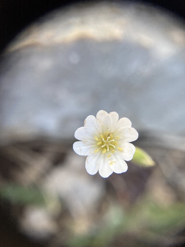 rožec nízky (Cerastium pumilum)