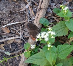 Gyrocheilus patrobas