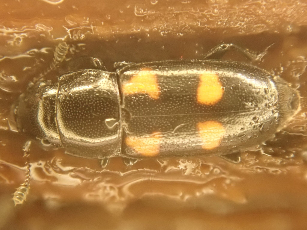 Glischrochilus tremulae