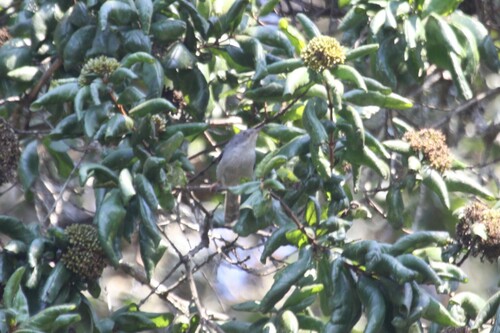 Chirinda Apalis (Apalis chirindensis), photo 3