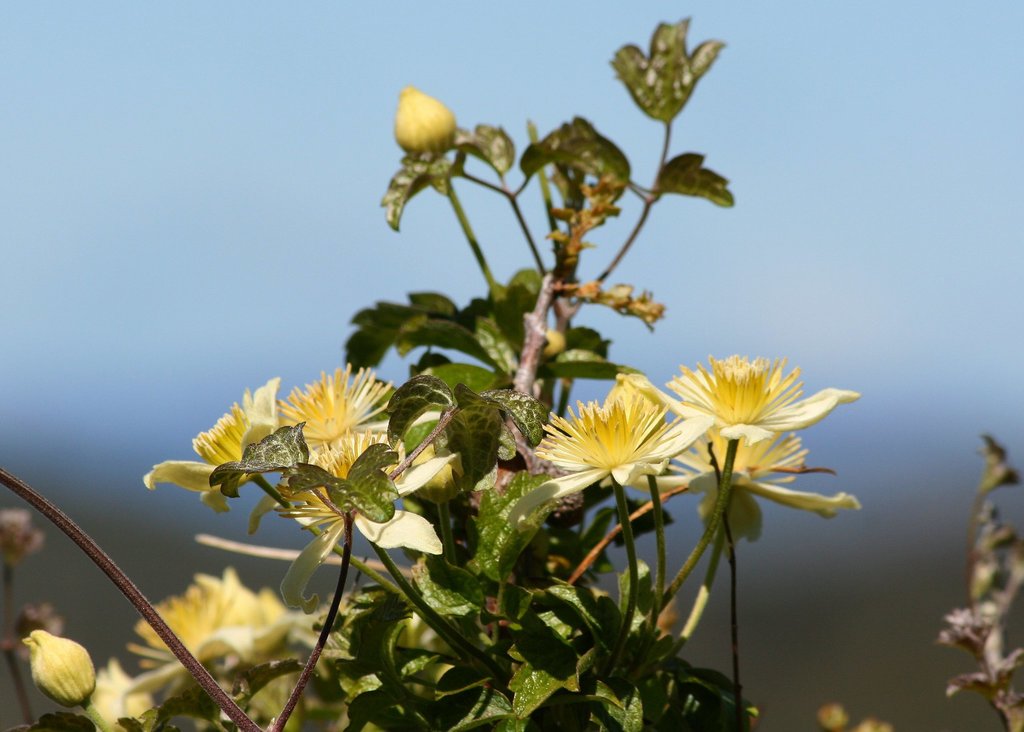 Pipestem Clematis (Spring Wildflowers of Arastradero Preserve ...