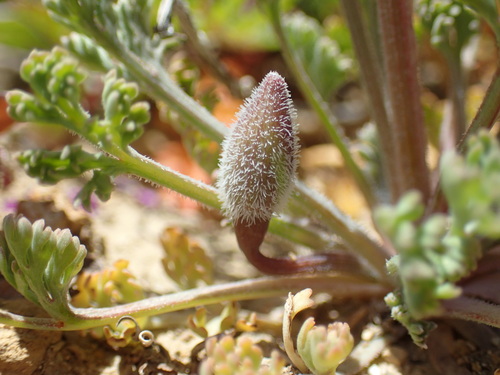 Image of Eschscholzia lemmonii by (c) Justin Paulin, some rights reserved (CC BY)