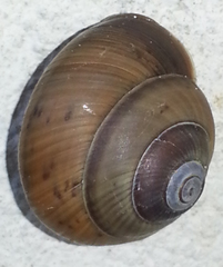 Asperitas sparsa