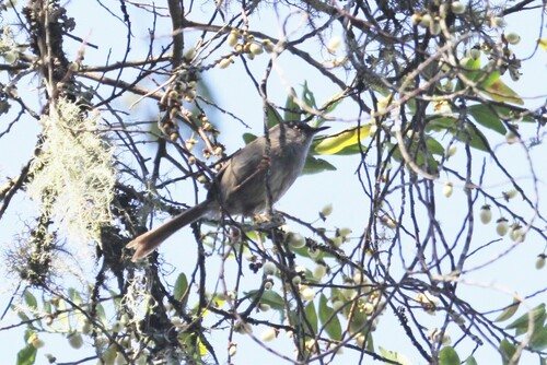 Roberts's Warbler (Oreophilais robertsi), photo 3