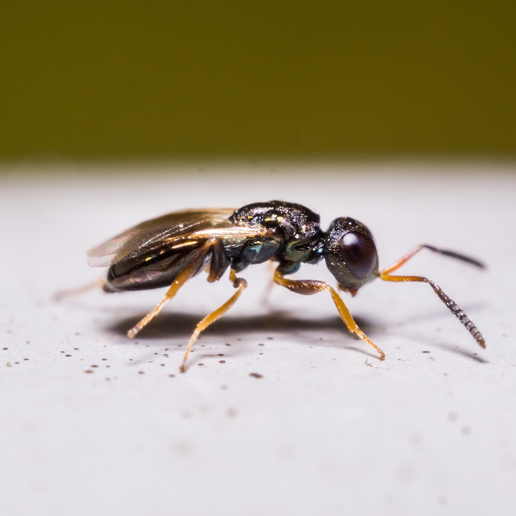 Coelopisthia