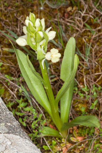 Dactylorhiza insularis (Dactylorhiza insularis)